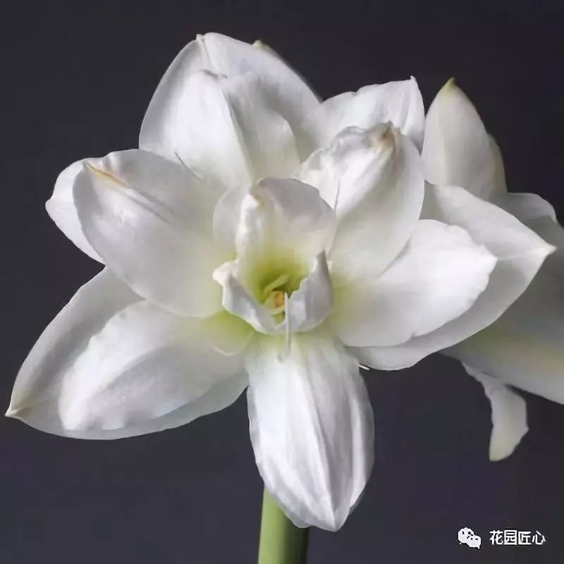 朱顶红为什么老是烂球,怎么才能让朱顶红不生小球