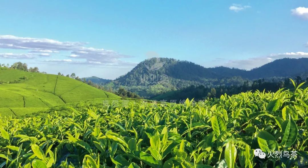 肯尼亚红茶为什么好喝一点,肯尼亚锡兰红茶