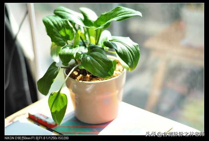 室内三种最旺家庭养植物,家居绿植哪些不适宜养