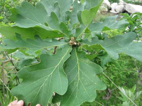 鸡声茅店月人迹板桥霜意境画面,关于鸡声茅店月的古诗