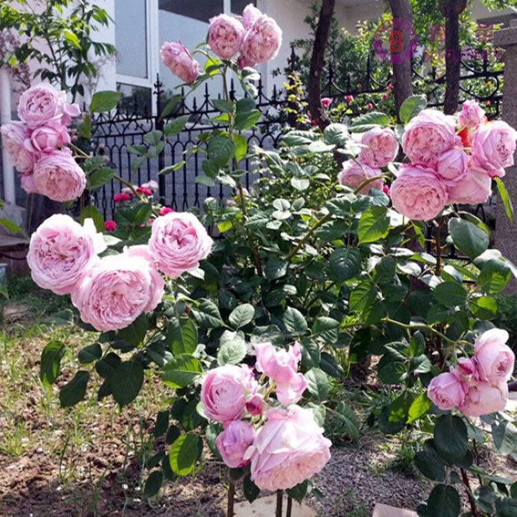 藤本月季自由精神的优缺点,藤本月季自由精神