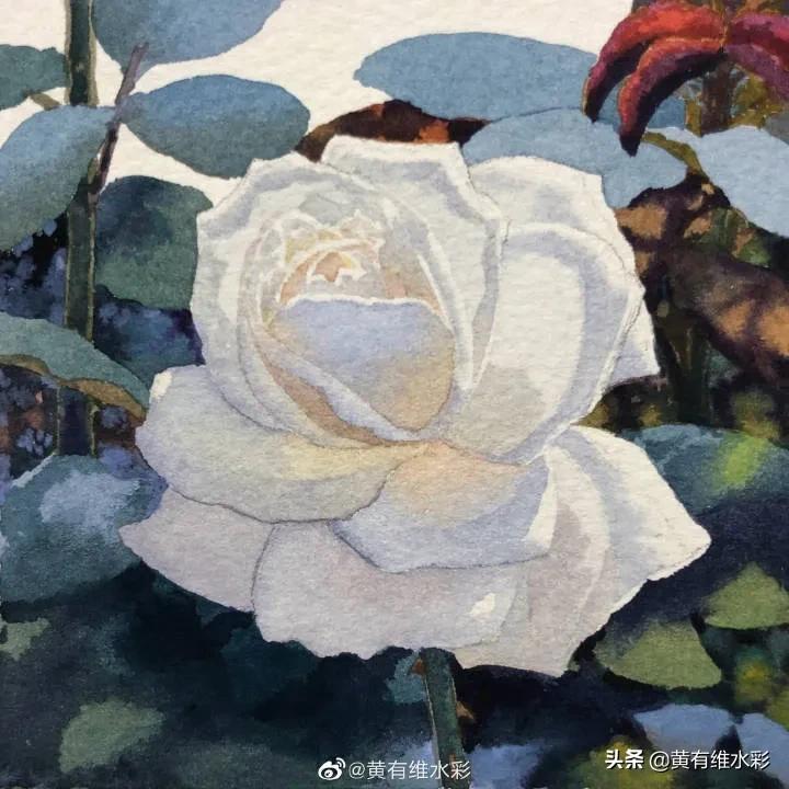 这朵白玫瑰99.99％是水，花瓣看起来很通透