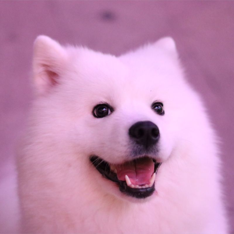 萨摩耶犬掉不掉毛,边牧萨摩耶哪个掉毛严重