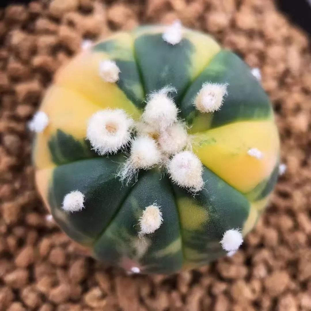 2023多肉展会直播,2023上海多肉植物展