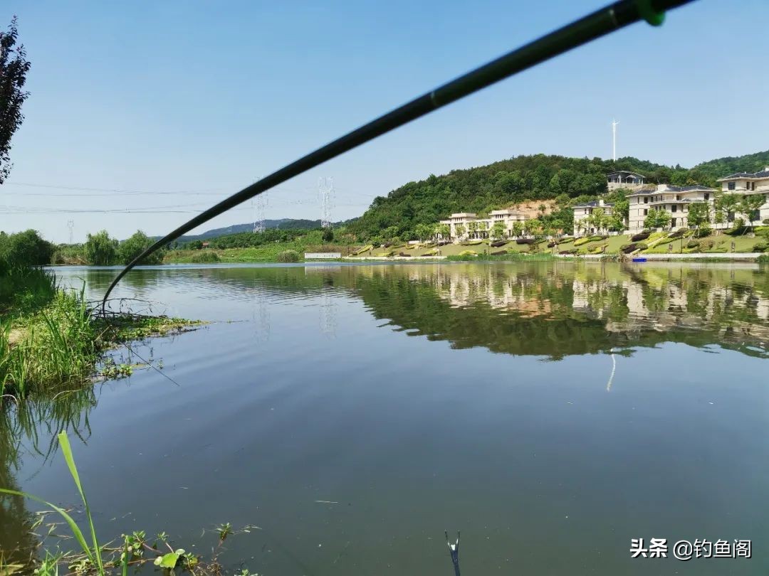 大草鱼要怎么抓,大草鱼如何守钓