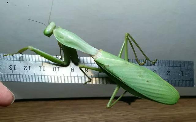 螳螂之王螳螂为什么不生了,真正的螳螂之王