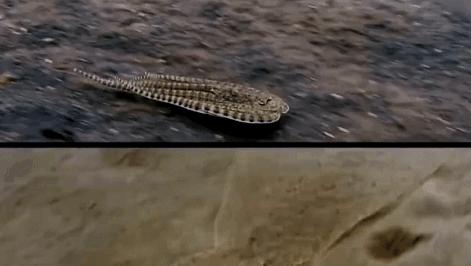 科学家发现喉咙深处有个神秘器官,巨型章鱼的肚子里长啥样