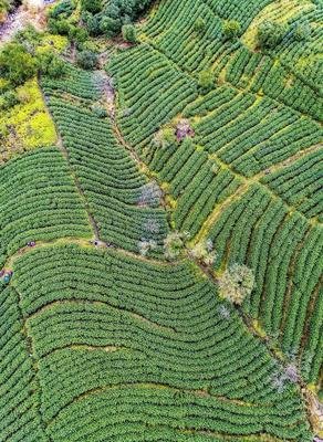 温州十大特产鱼干怎么吃,温州十大特产零食饮料