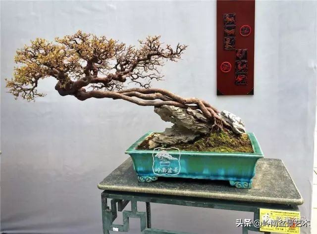 雀梅盆景下山桩如何栽,雀梅提根盆景老桩欣赏