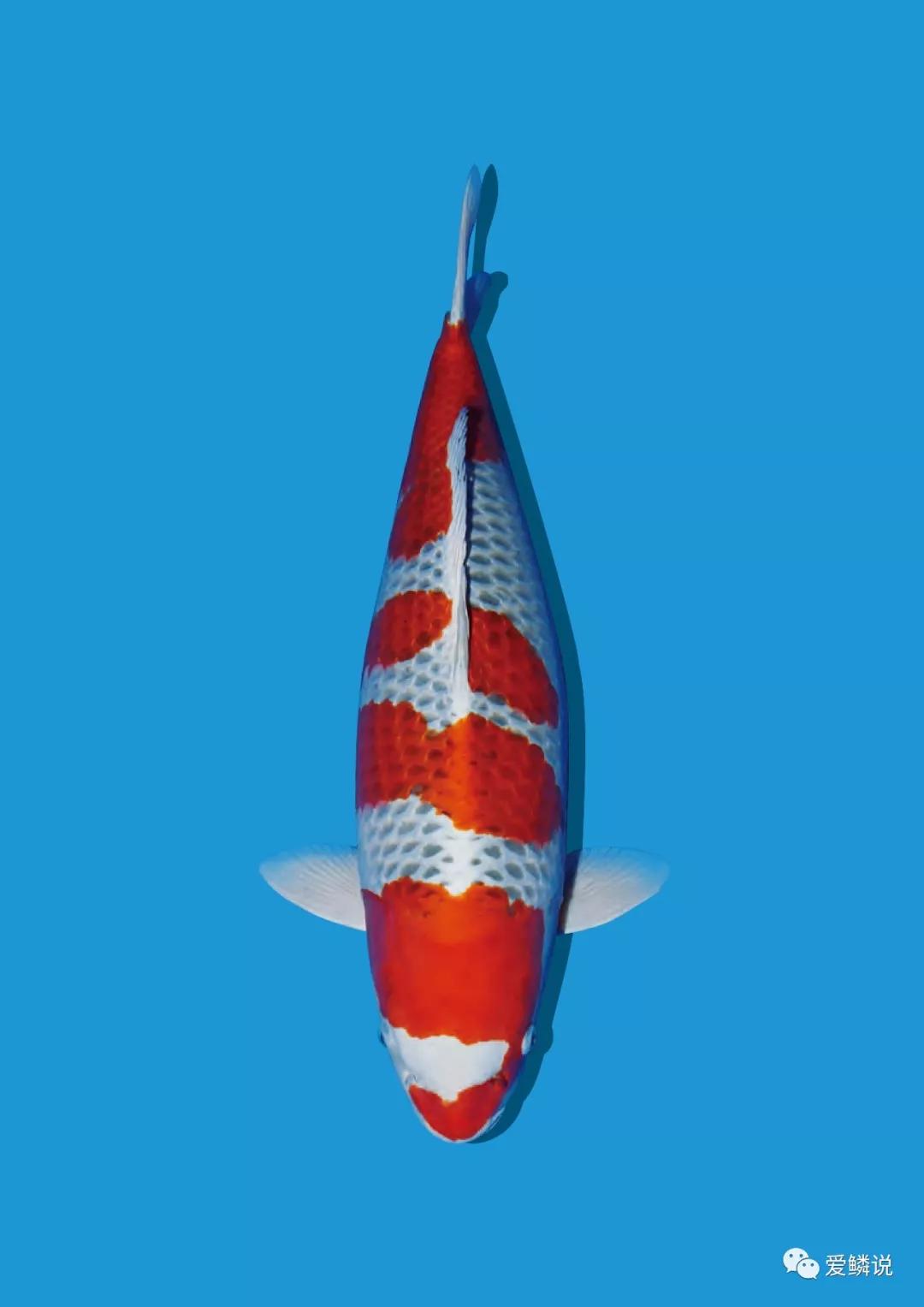 锦鲤鱼池水质浑浊有泡沫怎么处理,刚开缸养锦鲤水变白该怎么办