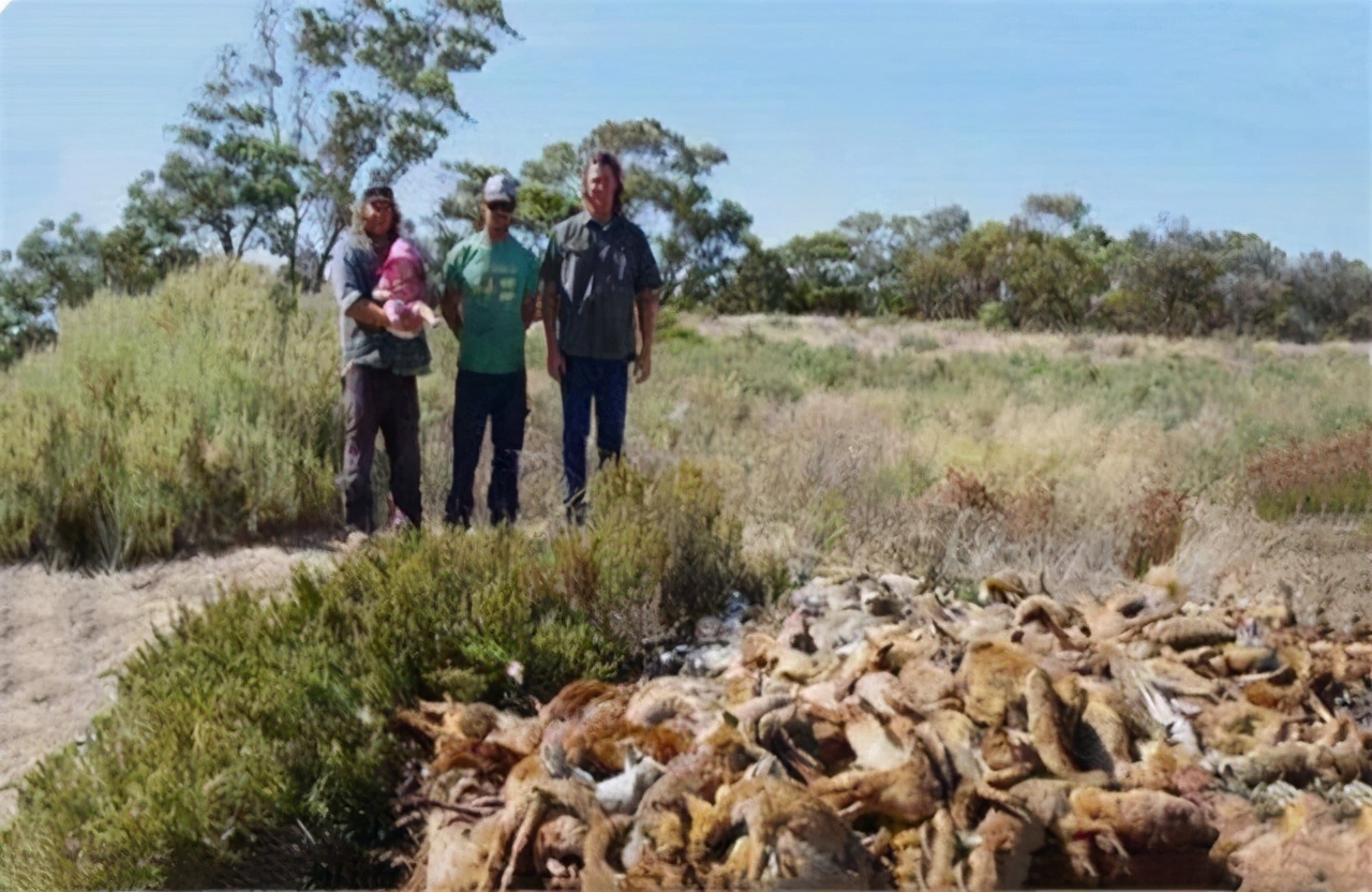澳大利亚人兔大战,人兔大战澳大利亚