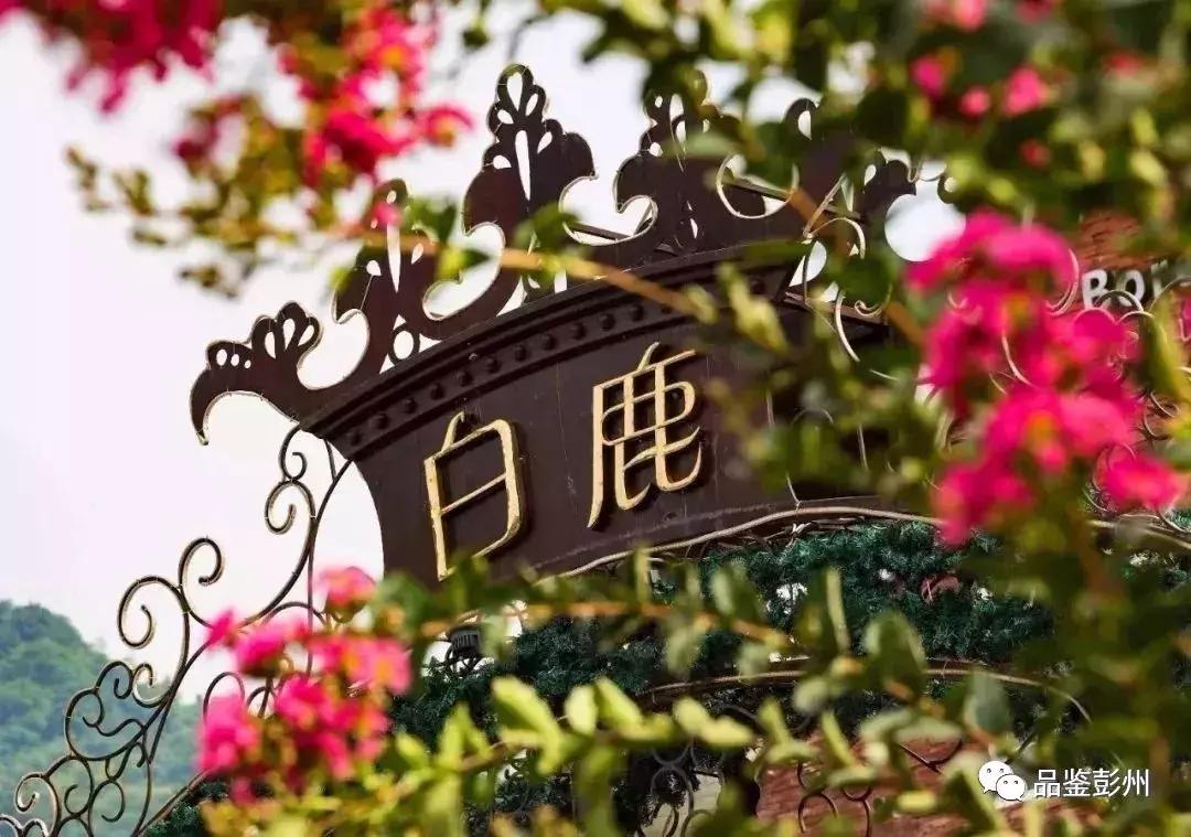 五朵金花组团出战,五朵金花齐聚的时候