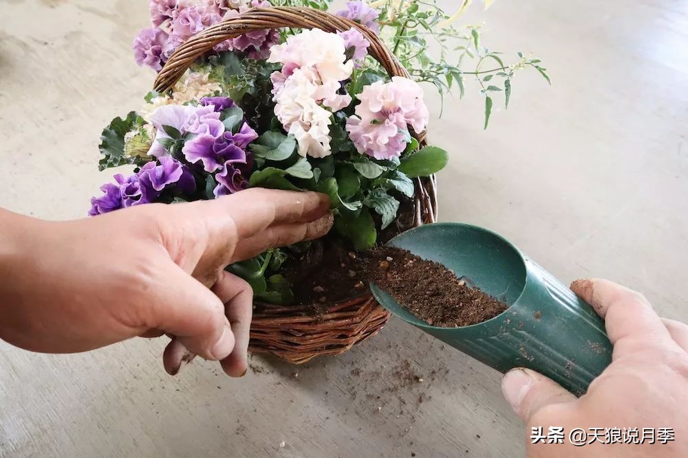 三色堇花卉盆栽,四季开花盆栽三色堇