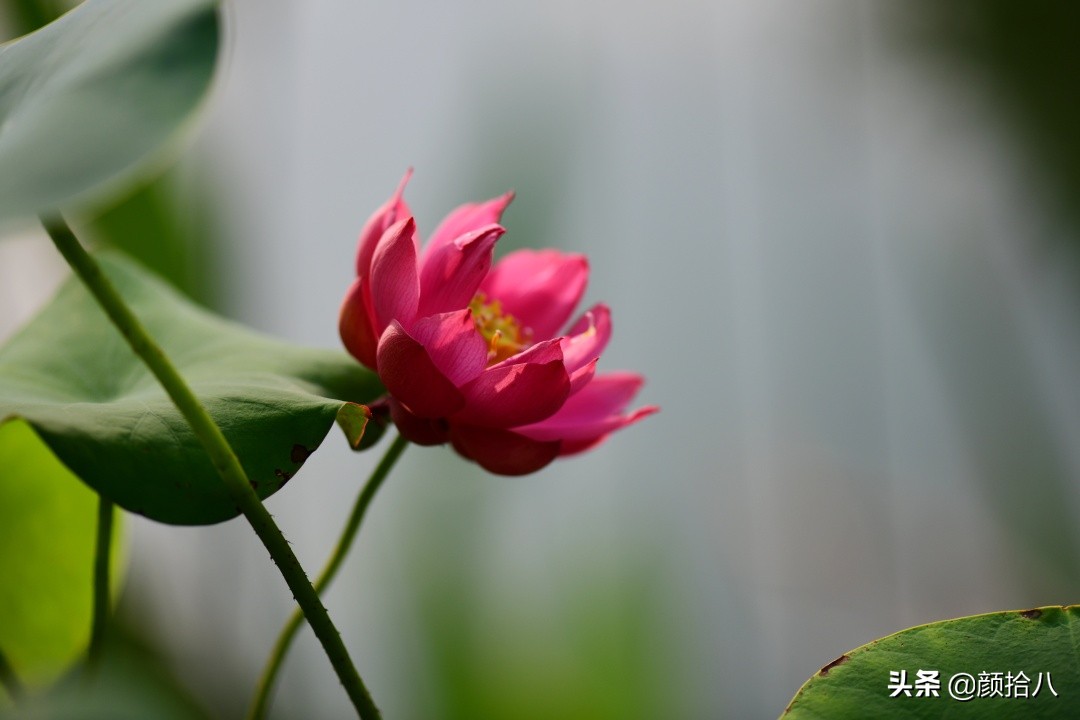 碗莲种藕生长到开花全过程,碗莲种藕到开花的过程