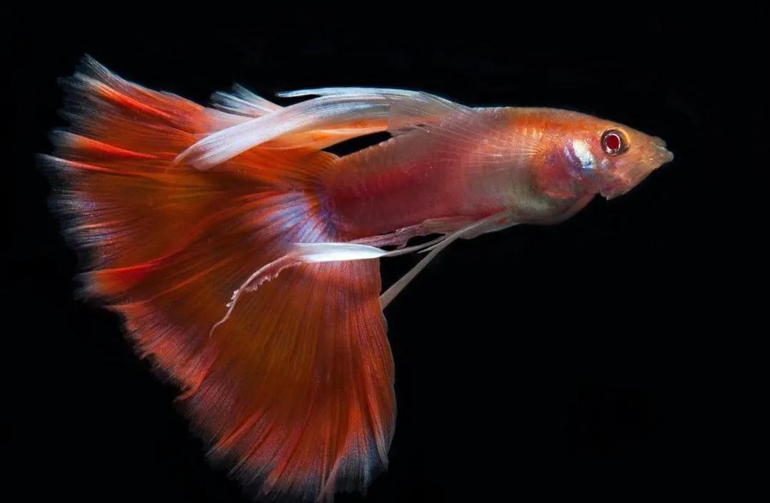 萌新养什么比较好,萌新养鱼准备什么