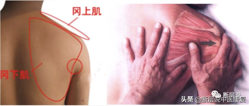 肩膀处抬不起,肩膀抬不起来感觉卡住了