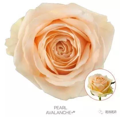 中国玫瑰大家族——雪山玫瑰详解（二）