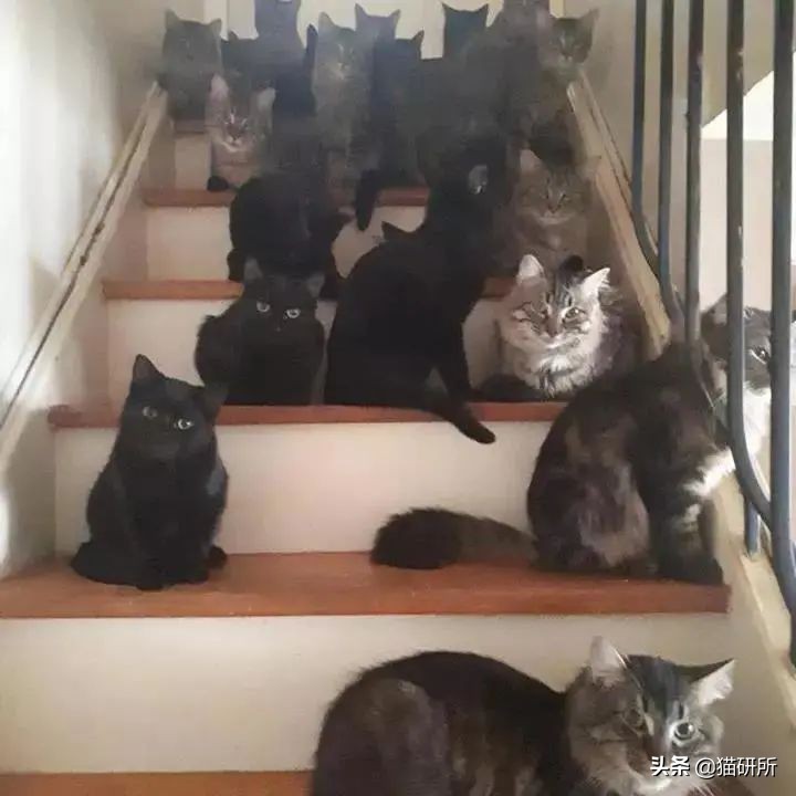 8个猫咪「性」的冷知识，务必背着主子看