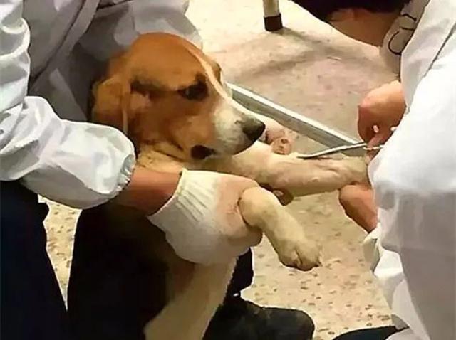 黑拉布拉多犬为什么不建议养,黑色拉布拉多成犬公犬