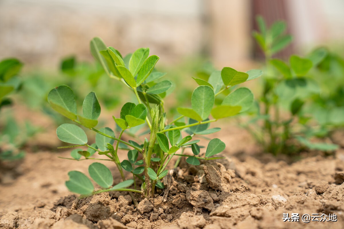 花生一沟种两行高产还是一行高产,种花生是单行高产还是双行高产
