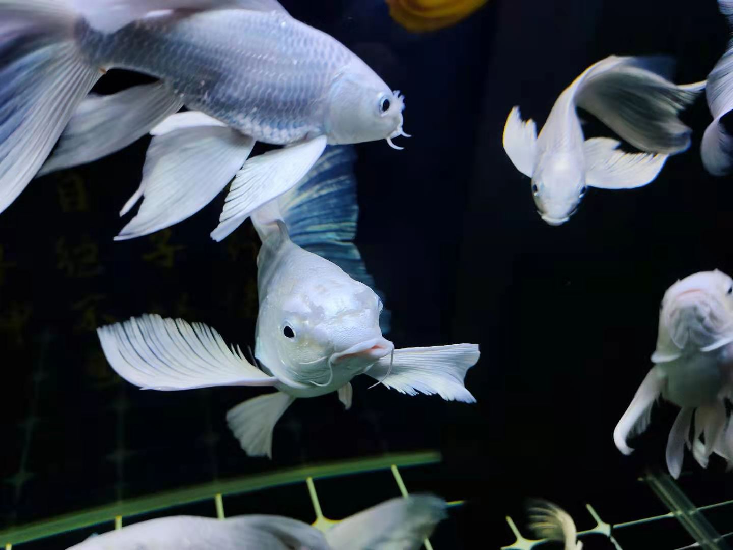 硝化细菌跟盐有冲突吗,关于鱼缸硝化细菌的问题