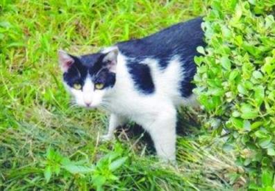 猫咪走失最有效的方法,猫咪走丢1周怎么寻回