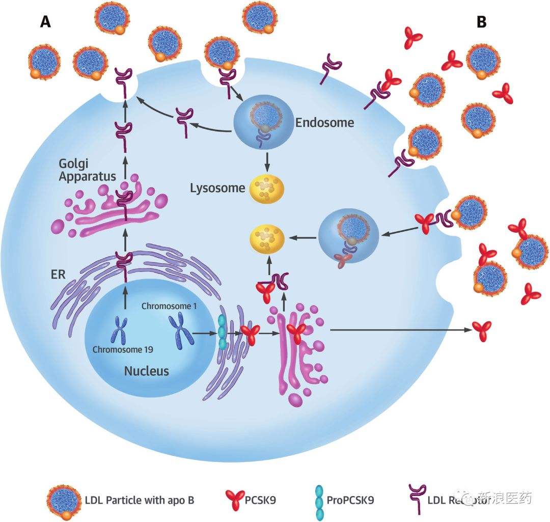 血脂异常基本诊疗指南,血脂异常的诊断与治疗