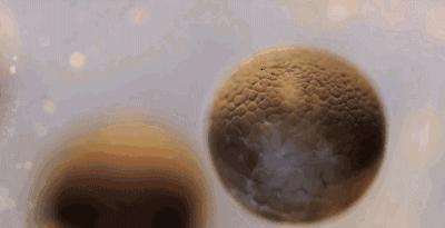 不成熟的精子会与卵子结合吗,不成熟的精子会和卵子结合吗