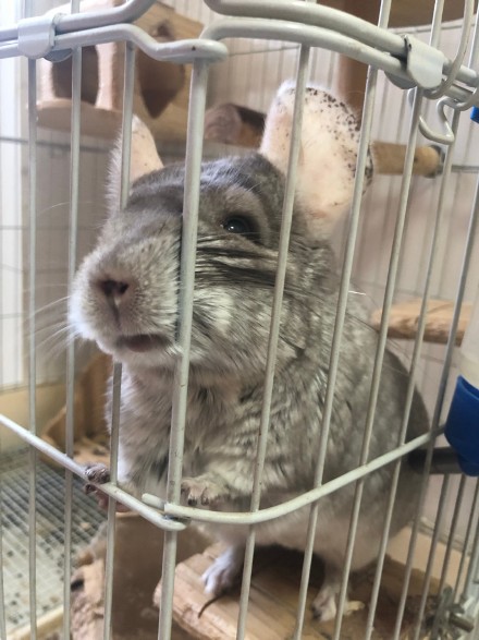 知道这些小技巧绝对轻松瘦下来,怎么可以养胖龙猫