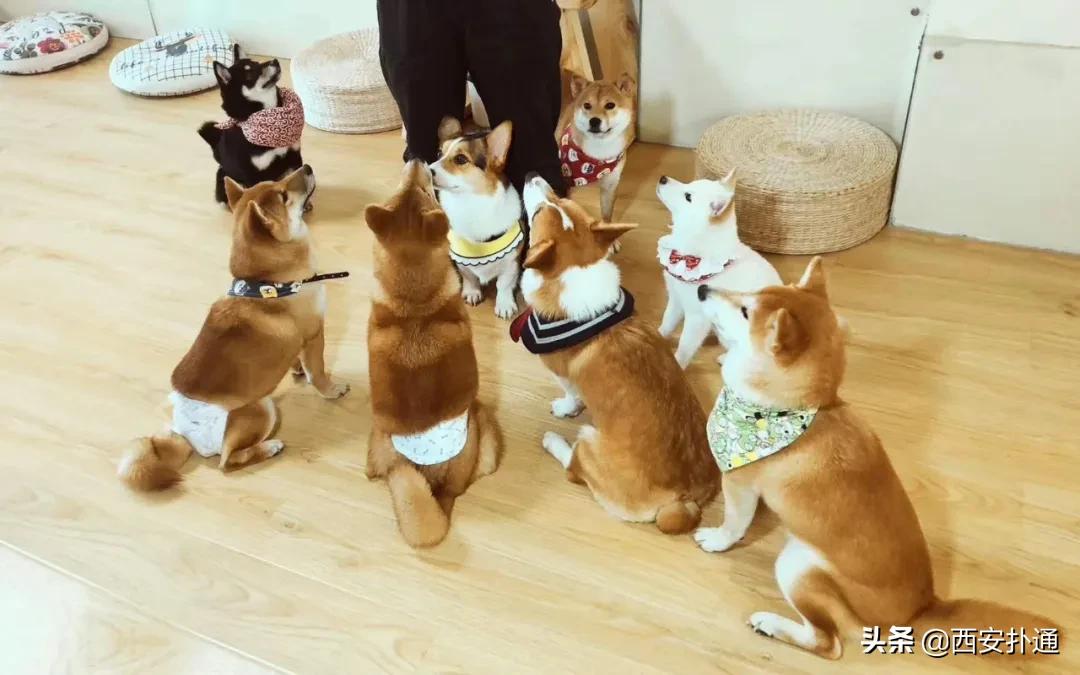 西安撸兔店,西安撸兔体验馆团购