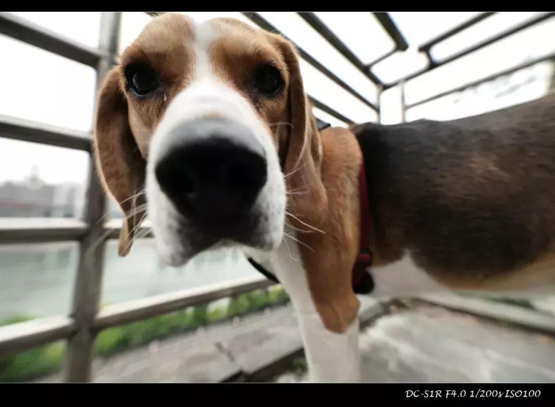 适马mc21转接环怎么样,适马mc21转接环升级教程