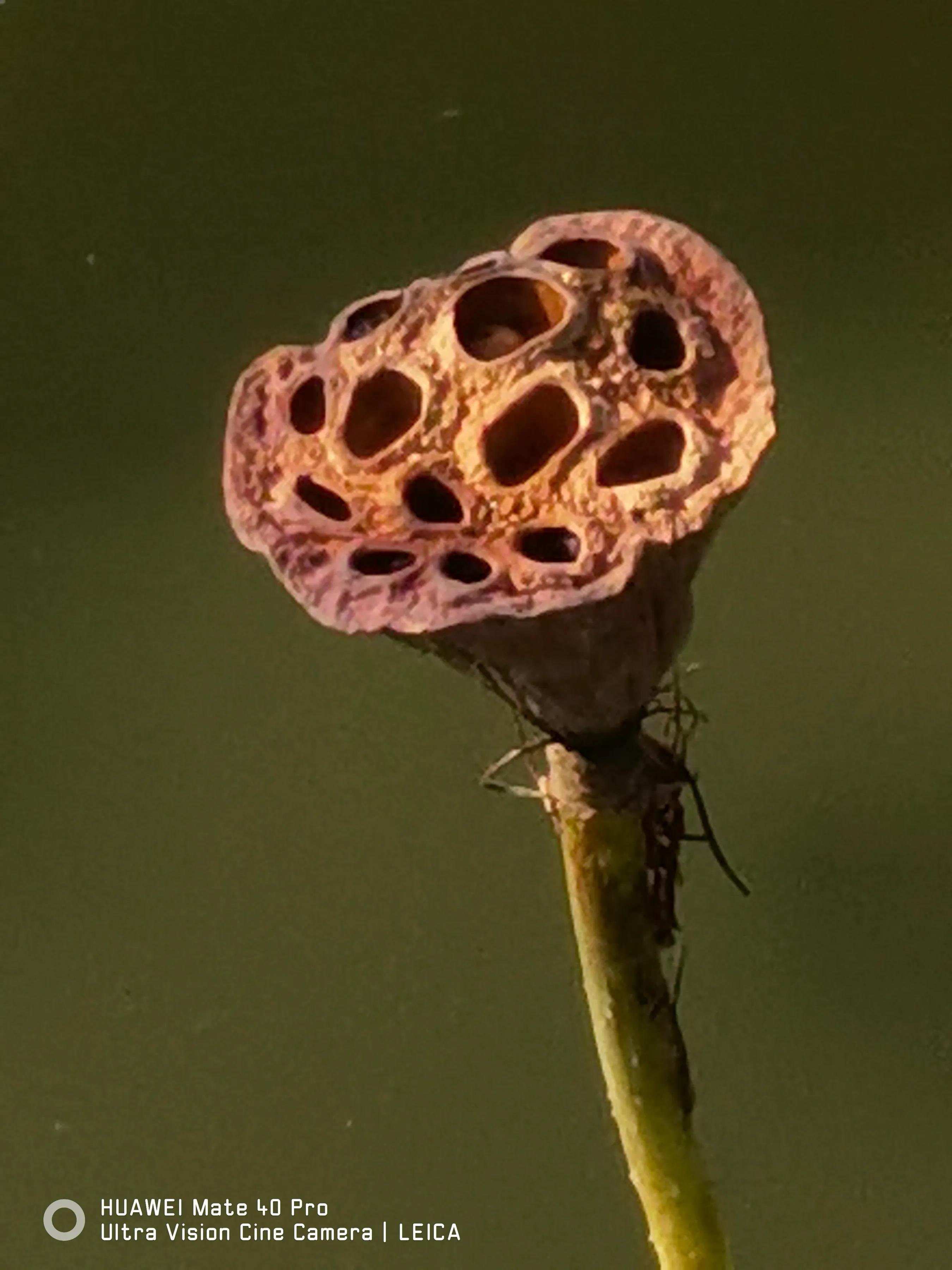 手拍世界作品集402期,2022年世界手机摄影大赛征稿