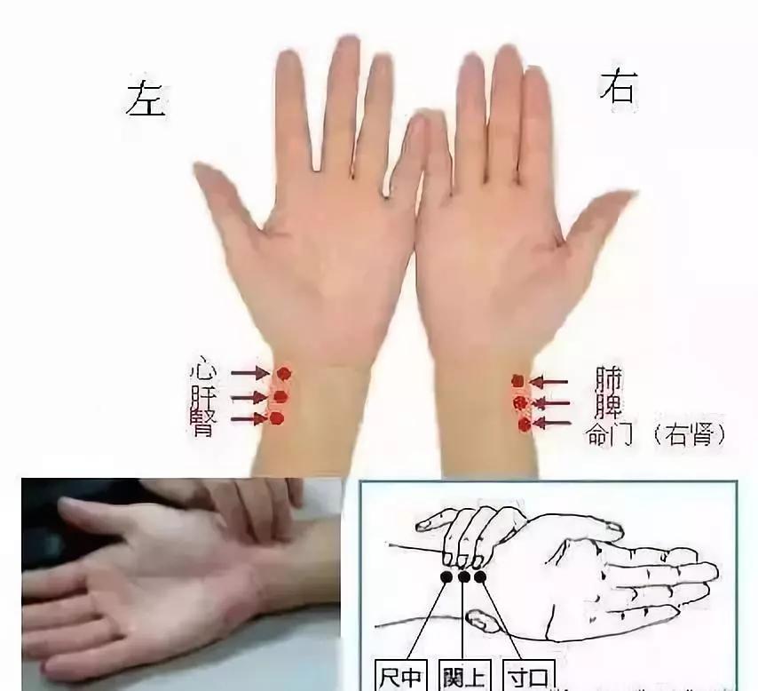 中医把脉入门必背口诀翻译,把脉入门必背口诀粤语版