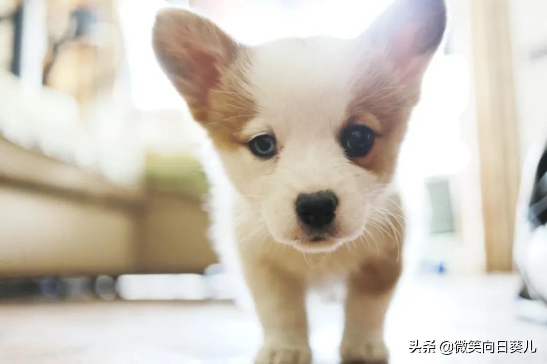 狗狗听力弱怎么办,狗听力不好怎么办才能恢复正常