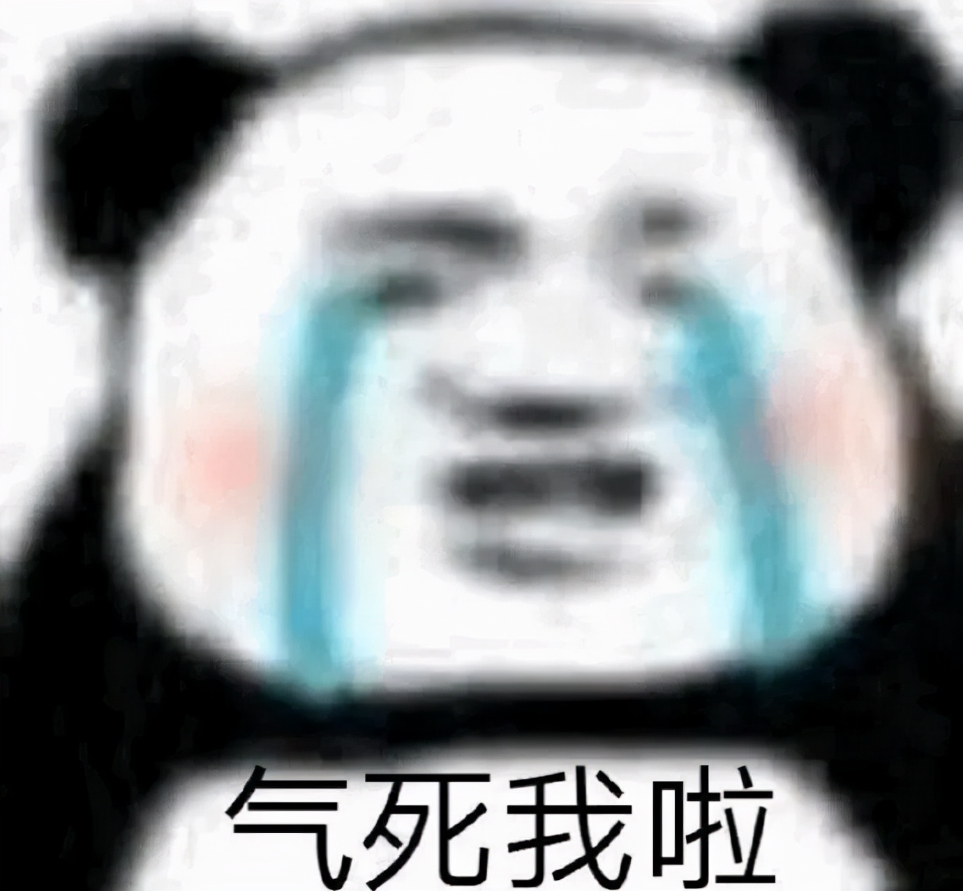 宿舍为什么不可以养猫,该不该在宿舍养猫