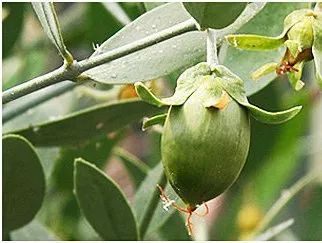 荷荷巴油真的能去黑头粉刺吗,荷荷巴油可以去除黑头么