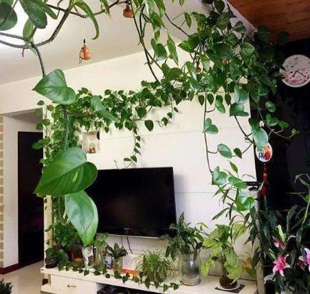 绿萝适合浇点啥水使它枝繁叶茂,绿萝浇什么水可以长得高