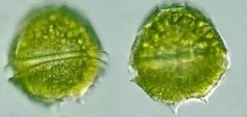 水产养殖藻类老化是怎样的,水产养殖显微镜下各种藻类