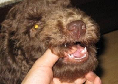 泰迪犬为什么这么凶,泰迪犬咬人怎么改掉这个坏习惯