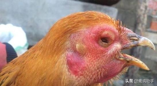 鸡流眼泪眼肿怎么治疗,鸡肿头肿眼怎么治