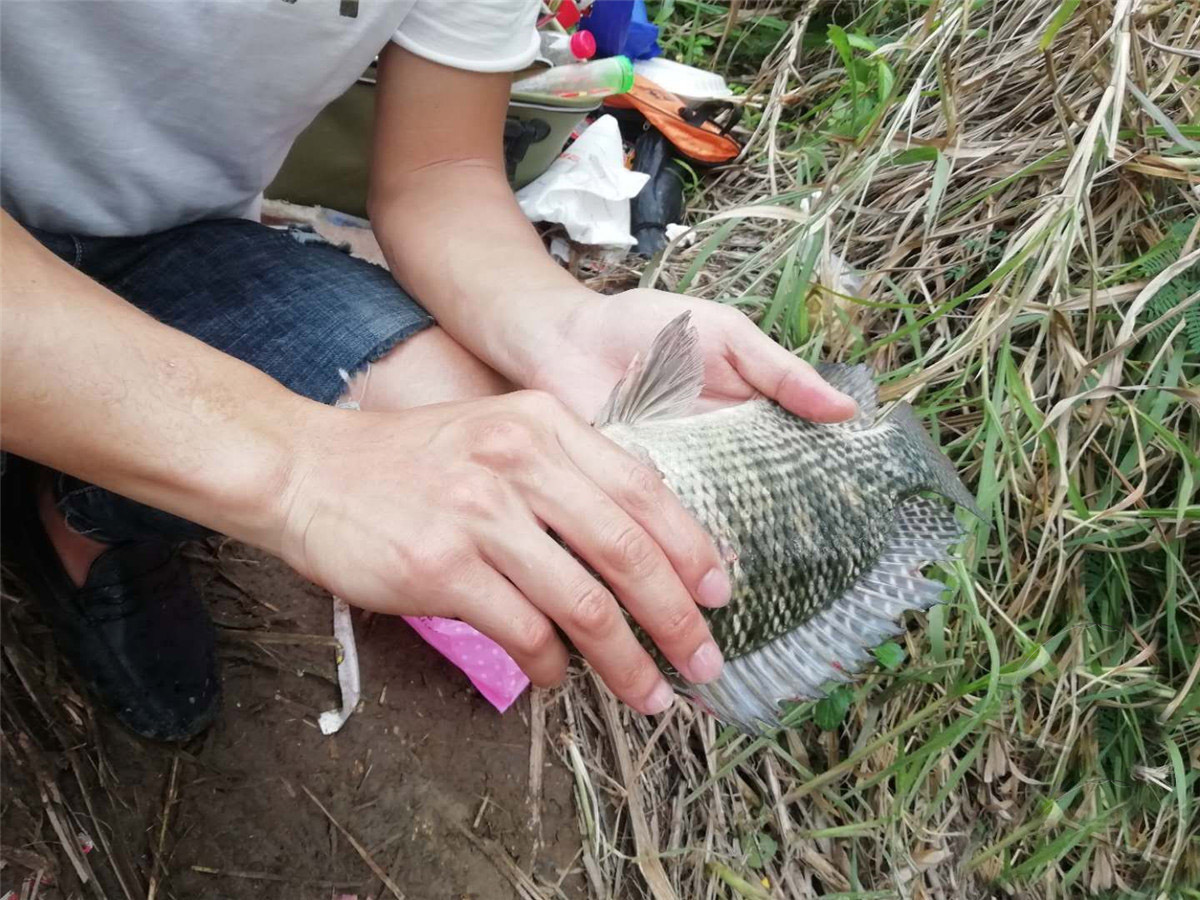 钓友注意这三种情况下最易断竿,劣质钓鱼饵料碰水就散