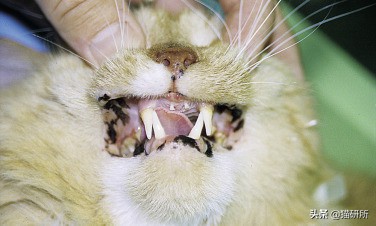 猫咪身上有小黑点怎么回事,猫咪毛里面有很小的小黑点是什么