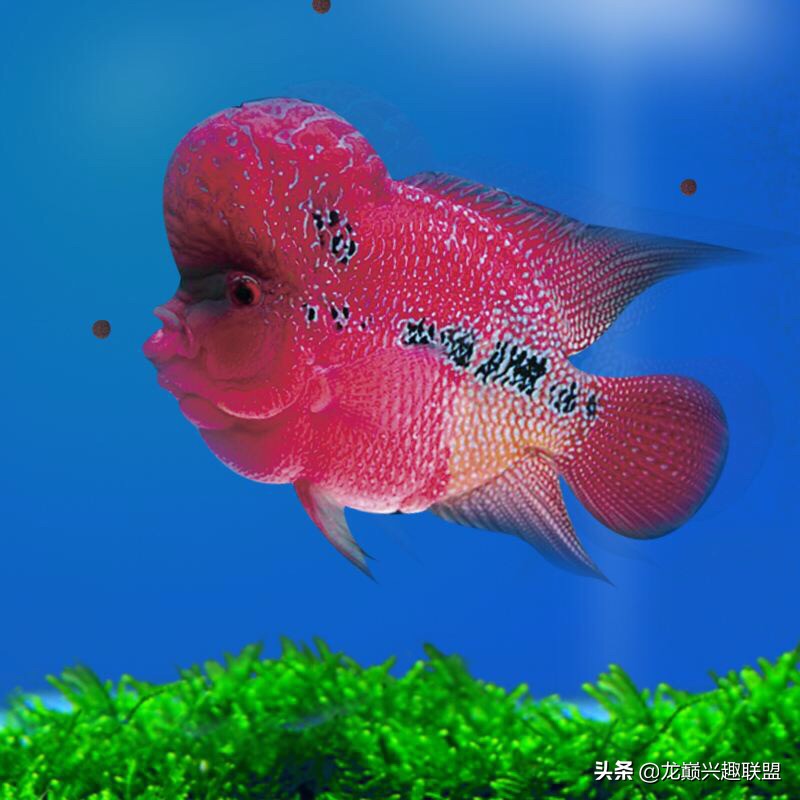 你喜欢彪悍凶猛的观赏鱼吗？选它们就对了