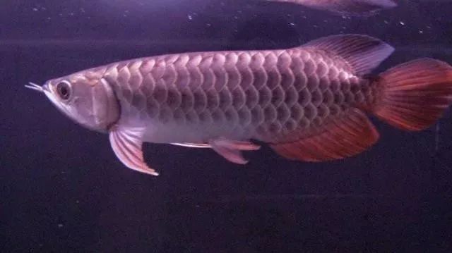 养龙鱼用什么缸最合适？讲真的，这门学问你可能只掌握了1%