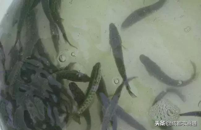 黑鱼怎么养殖,黑鱼苗的养殖技术