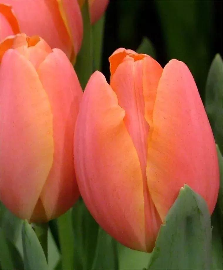 潘通色卡2020电子版色号对照表,潘通色卡历年流行色