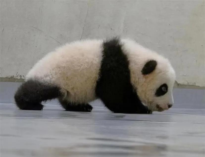 我叫“圆宝”我今天一岁了