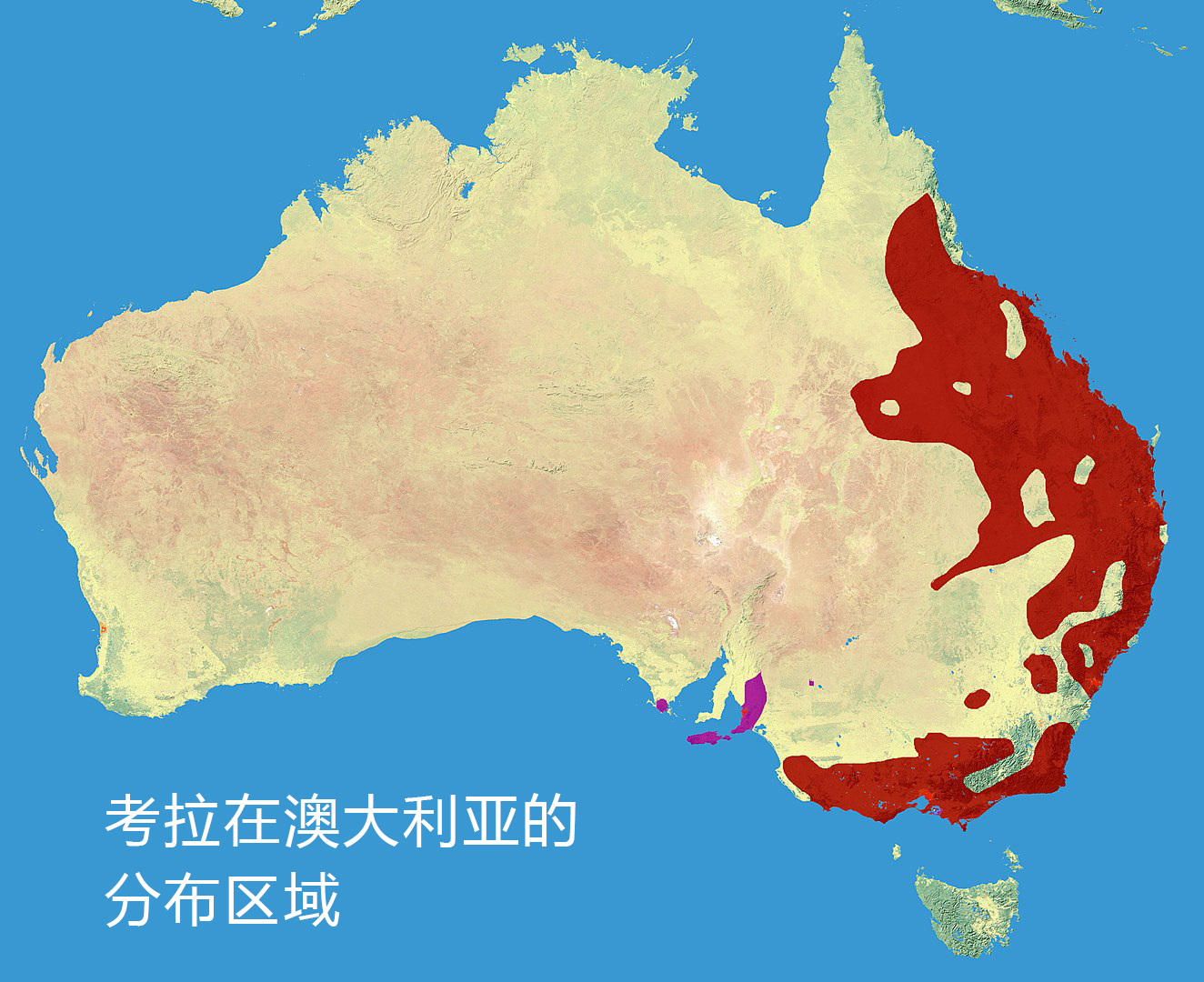 考拉灭绝袋鼠泛滥,关于考拉面临灭绝原因的问题