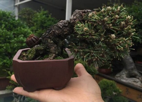 龙城花鸟古玩,贵钢花鸟市场盆景