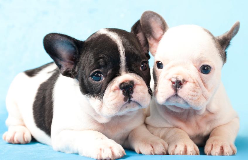 狗狗来月经的症状有哪些,狗狗来月经有什么症状